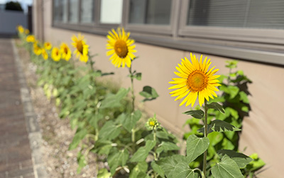 本社・長岡事業所・神足事業所でのひまわり育成の様子1