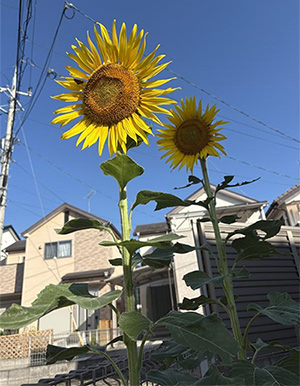 従業員宅で咲いたひまわりの様子3