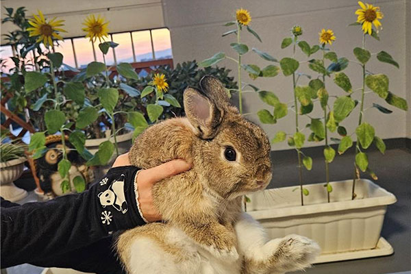 従業員宅で咲いたひまわりの様子4