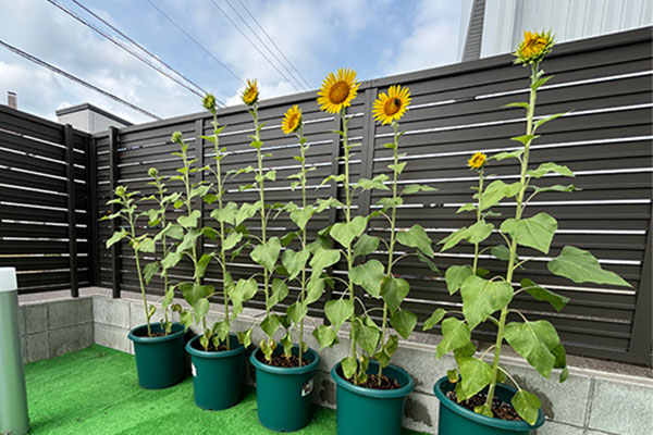 従業員宅で咲いたひまわりの様子5