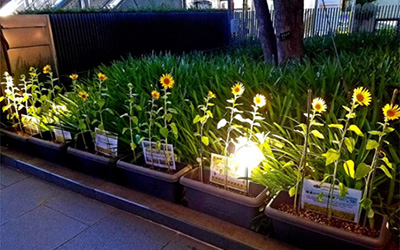 本社・長岡事業所・神足事業所でのひまわり育成の様子2