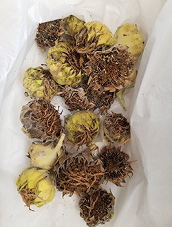 種の搾取の様子2