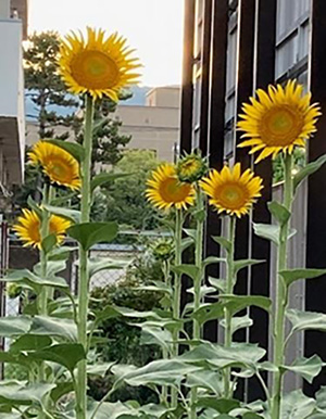 従業員宅で咲いたひまわりの様子1