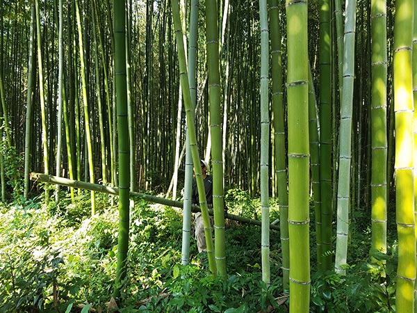 竹林の画像