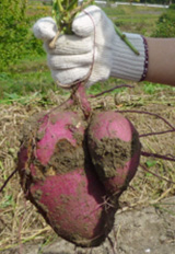 2010年度「ムラタの森」活動風景