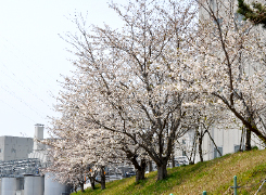 昨年度の一般公開の様子