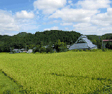 「ムラタの森」前回の地元散策、さつまいも苗植え写真