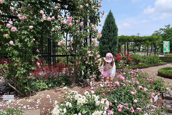 正面緑地一般開放（バラ園）の写真2