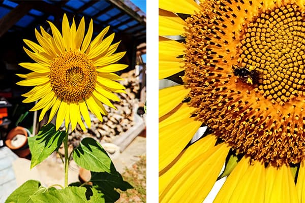 福島ひまわり里親プロジェクト１