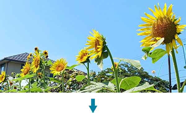 福島ひまわり里親プロジェクト２-sp