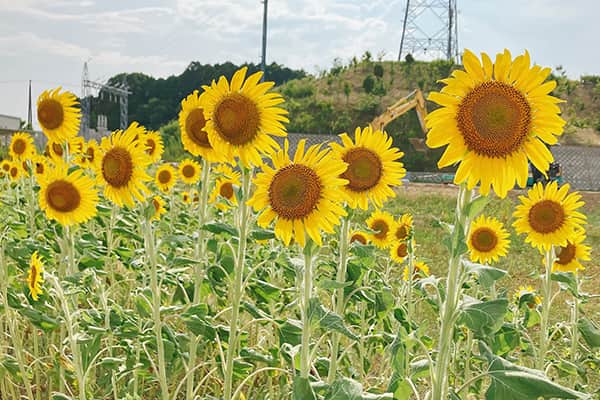 福島ひまわり里親プロジェクトの写真