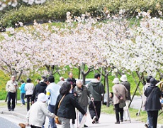 約1,000種類・1,130本の椿と、65種類・396本の桜