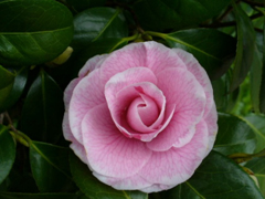 顔好鳥（かおよどり）