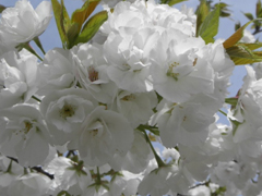 白妙（しろたえ）