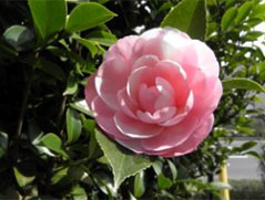 E・G・ウォーターハウス・バー