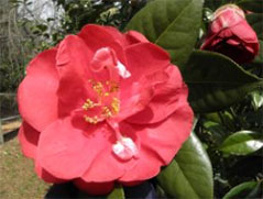 ターレル・ウィーバー