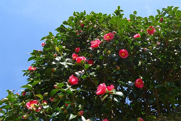 椿小道さんぽの写真1