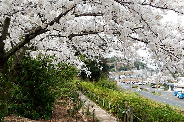 ソメイヨシノの様子