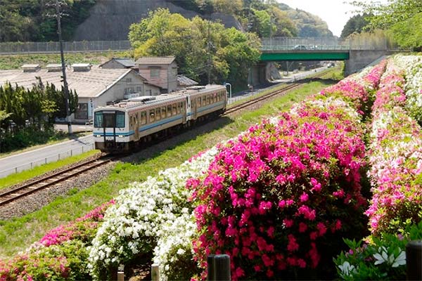 ヒラドツツジの様子