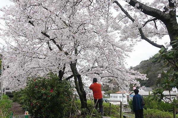 桜の様子