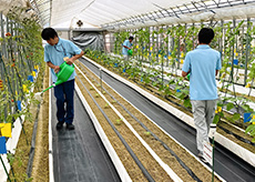 春日井農園の画像