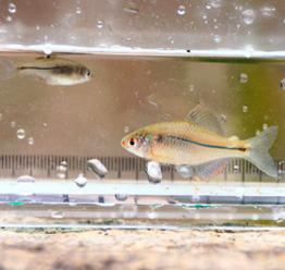 スイゲンゼニタナゴの保全活動