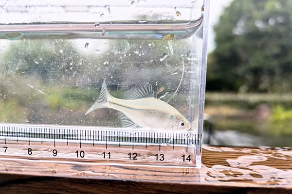 スイゲンゼニタナゴ