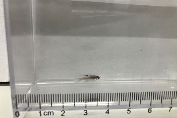 スイゲンゼニタナゴの様子