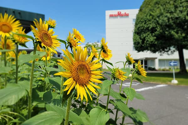 福島ひまわり里親プロジェクトの画像1